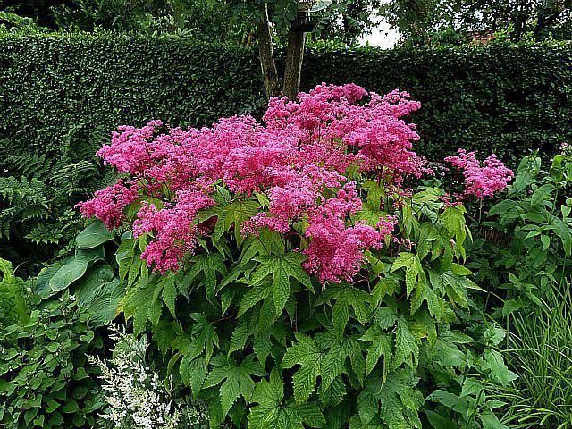 Filipendula rubra filipendula rubra Sk p Google Garden design Pinterest