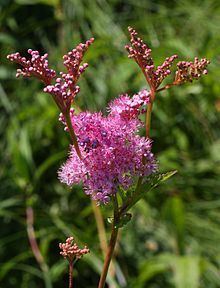 Filipendula rubra httpsuploadwikimediaorgwikipediacommonsthu