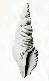 Filodrillia columnaria