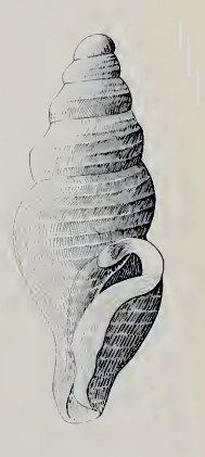 Filodrillia haswelli