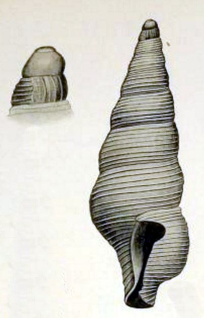 Filodrillia trophonoides