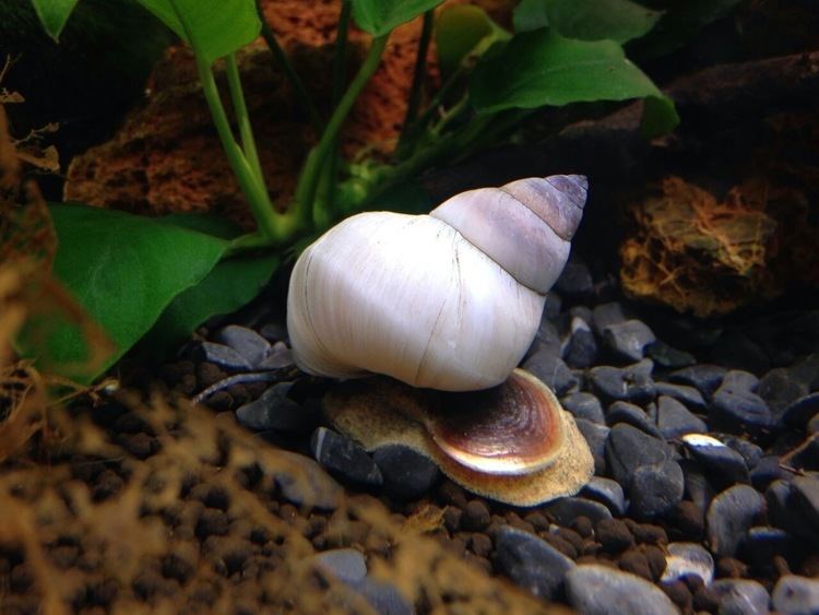 Filopaludina martensi Filopaludina martensi Ghost Piano Zndorfer Aquaristik