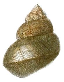 Filopaludina martensi httpsuploadwikimediaorgwikipediacommonsthu