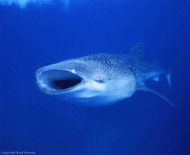 Filter feeder 1000 ideas about Filter Feeder on Pinterest Megamouth shark