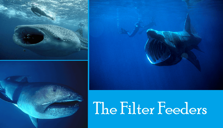 Filter Feeder Alchetron The Free Social Encyclopedia