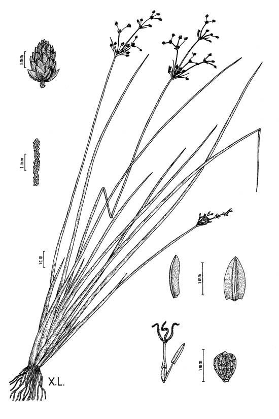 Fimbristylis miliacea Botanical line drawing of Fimbristylis miliacea CYPERACEAE
