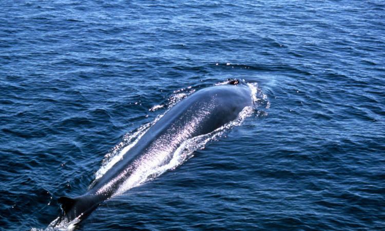 Fin whale Fin Whale Species WWF