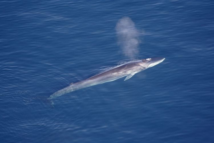 Fin whale Fin whales