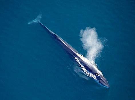 Fin whale Fin whale WWF