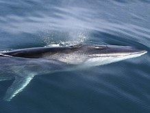 Fin whale httpsuploadwikimediaorgwikipediacommonsthu
