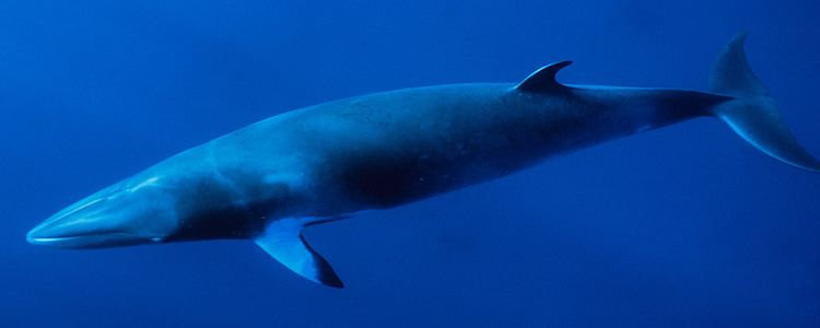 Fin whale Fin Whales