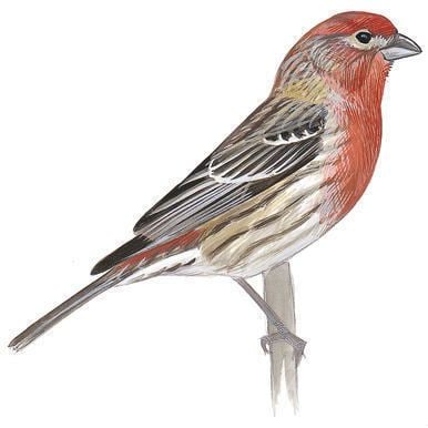 Finch Finches Audubon