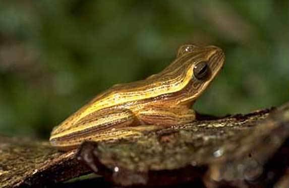 Fine-lined tree frog