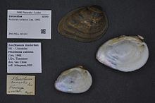Fine-rayed pigtoe pearly mussel httpsuploadwikimediaorgwikipediacommonsthu
