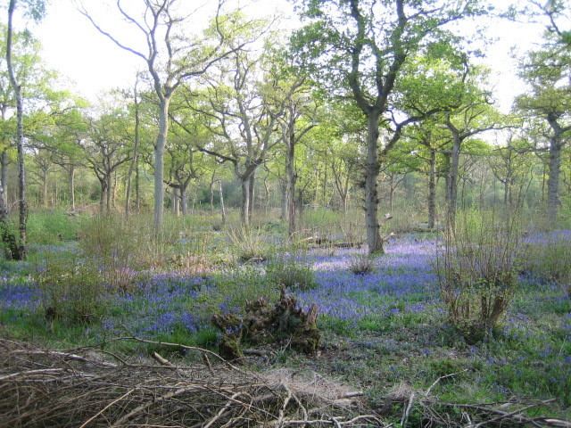 Finemere Wood
