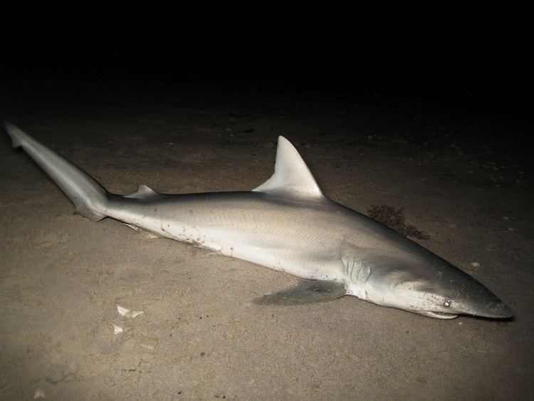 Finetooth shark Misc Sharks
