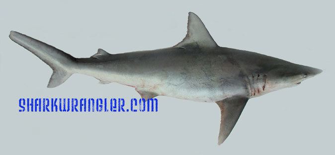 Finetooth shark Finetooth Sharks Carcharhinus isodon