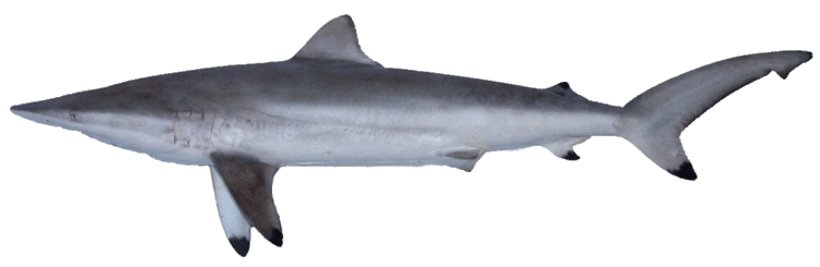 Finetooth shark Shark Gallery