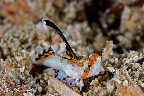 Fingered dragonet Juvenile Fingered Dragonet Jone Yip Flickr