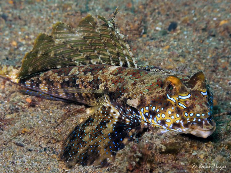 Fingered dragonet Fingered Dragonet Dactylopus dactylopus Brian Mayes Flickr