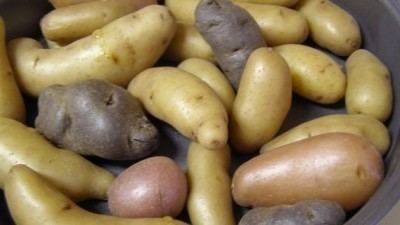 Fingerling potato Fingerling potatoes Easy to grow in your own yard and so yummy to