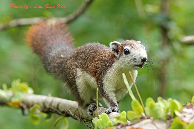 Finlayson's squirrel Finlayson39s Squirrel Bidadari Swee Kin Lim Flickr
