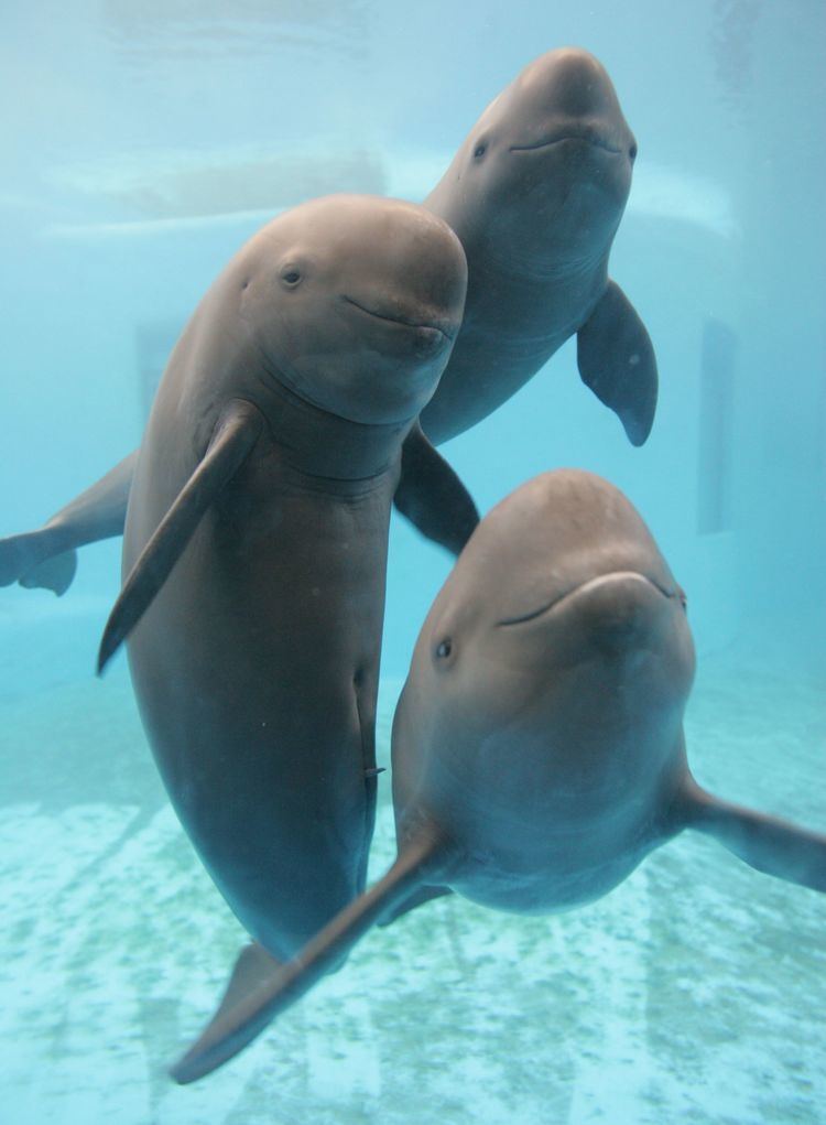 Finless porpoise Troubled times for endangered Yangtze finless porpoise WWF