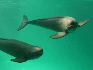 Finless porpoise Finless Porpoises Neophocaena phocaenoides MarineBioorg