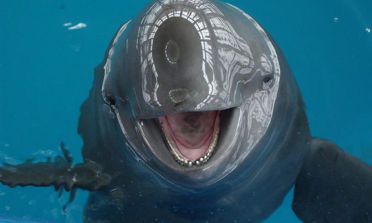 Finless porpoise Saving the Finless Porpoise Stories WWF