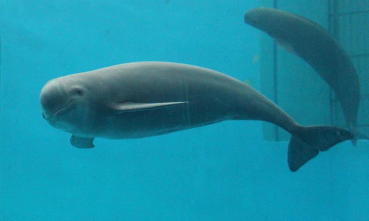 Finless porpoise Saving the Finless Porpoise Stories WWF