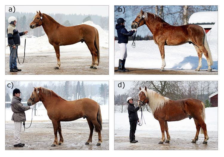 Finnhorse 1000 images about Finnhorse on Pinterest Trotter Horse breeds