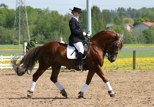 Finnhorse 1000 images about Finnhorse on Pinterest Trotter Horse breeds