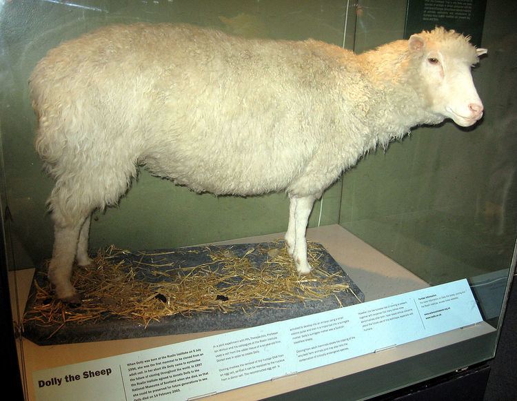 Finnish Dorset sheep