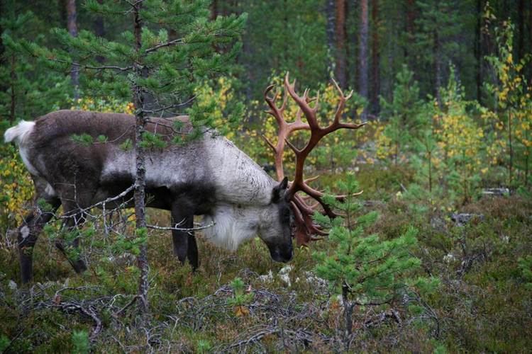 Finnish forest reindeer The new challenges of historical game species niche of Finnish