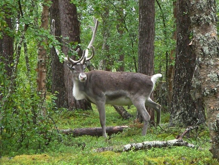 Finnish forest reindeer Image Rangifer tarandus fennicus Finnish Forest Reindeer BioLibcz