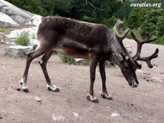 Finnish forest reindeer Photos of Sweden Rangifer Tarandus Fennicus or Finnish Forest Reindeer