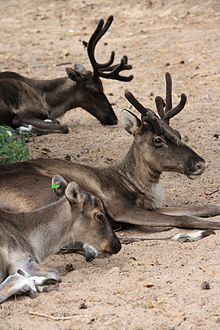 Finnish forest reindeer httpsuploadwikimediaorgwikipediacommonsthu