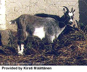 Finnish Landrace goat Breeds of Livestock Finnish Landrace Goats Breeds of Livestock