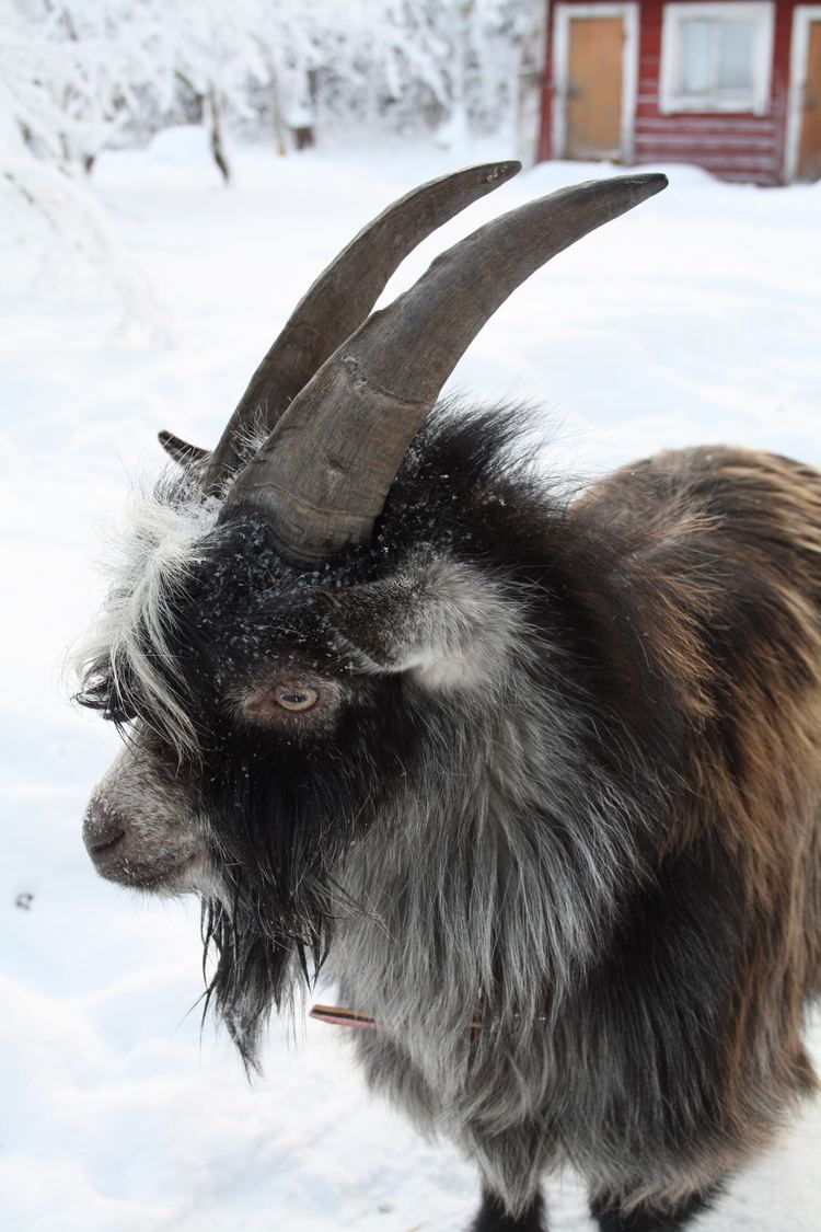 Finnish Landrace goat FileFinnish Landrace goat greyjpg Wikimedia Commons