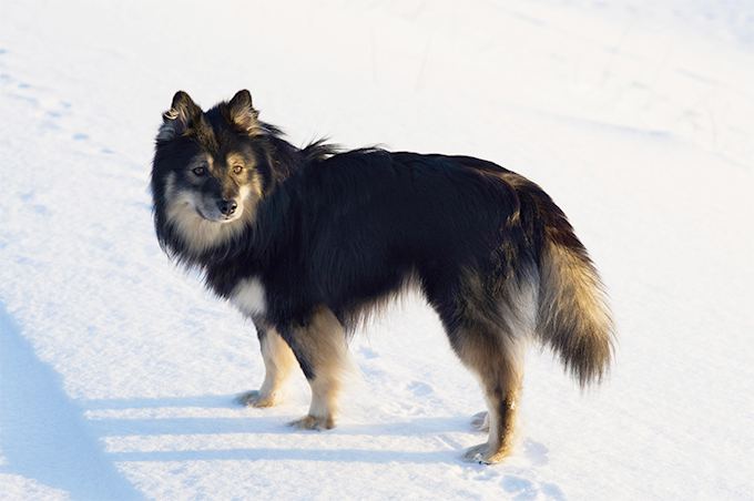 Finnish Lapphund Finnish Lapphund Dog Breed Information Pictures Characteristics