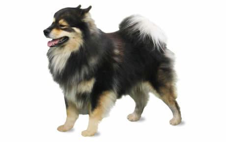 Finnish Lapphund Finnish Lapphund Dog Breed Information Pictures Characteristics