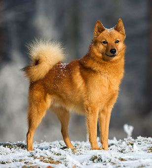 Finnish Spitz Finnish Spitz Dog Info Characteristics About Breed