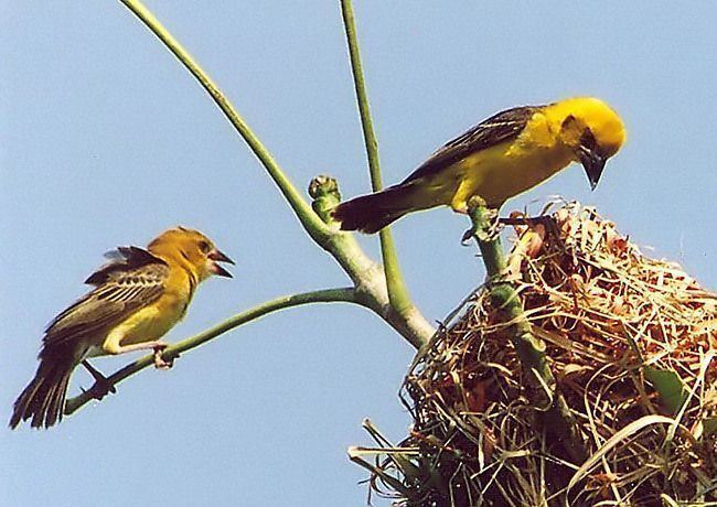 Finn's weaver Oriental Bird Club Image Database Finn39s Weaver Ploceus megarhynchus