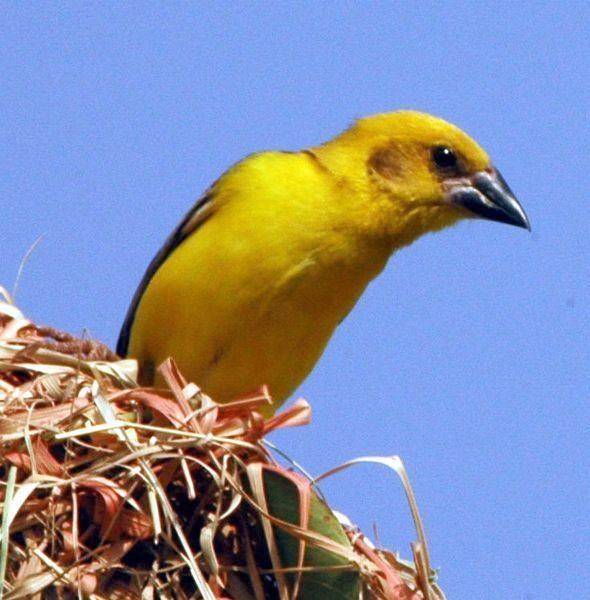 Finn's weaver Oriental Bird Club Image Database Photographers