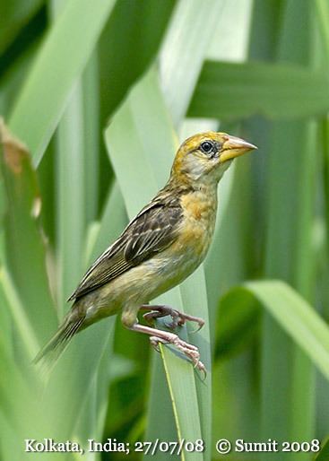 Finn's weaver Oriental Bird Club Image Database Photographers