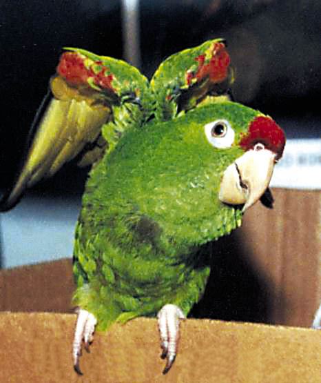 Finsch's parakeet Finsch39s parakeet Wikipedia