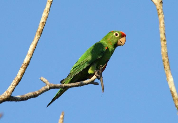 Finsch's parakeet Crimsonfronted Parakeet Psittacara finschi Individual perched on