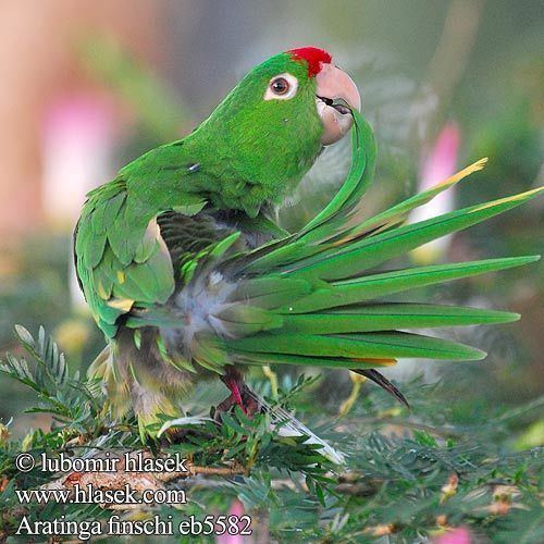 Finsch's parakeet Aratinga finschi Finsch39s Conure Crimson fronted Parakeet Aratinga