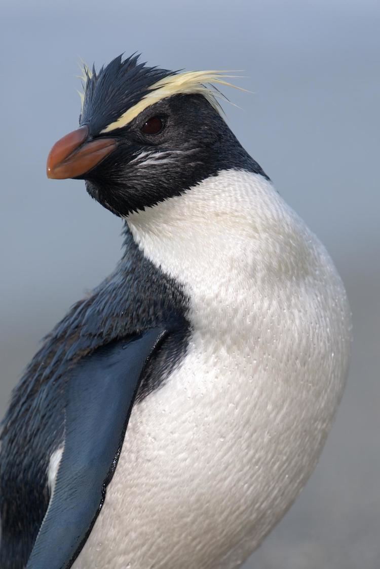 Fiordland penguin Fiordland crested penguin New Zealand Birds Online