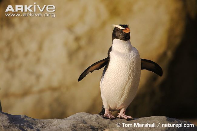 Fiordland penguin Fiordland crested penguin videos photos and facts Eudyptes